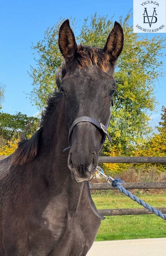 Puledro PRE Andaluso In vendita 2025 Nero ,  MONJE II