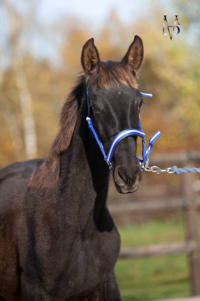 Puledro PRE Andaluso In vendita 2025 Nero ,  MONJE II