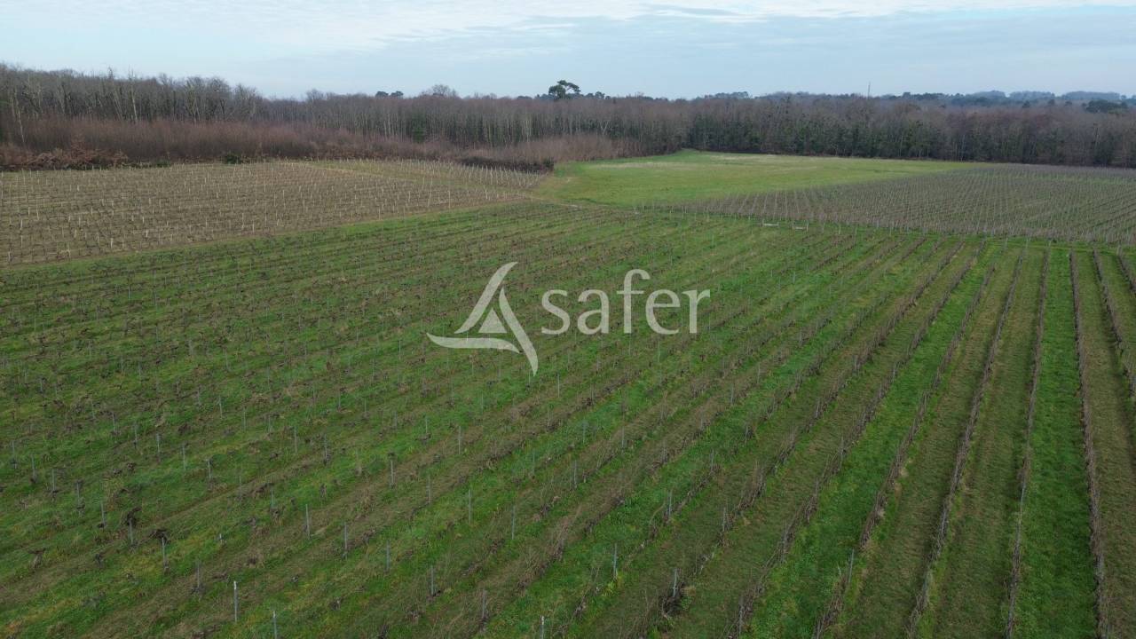 Azienda viticola / Vigneto In vendita Gironde