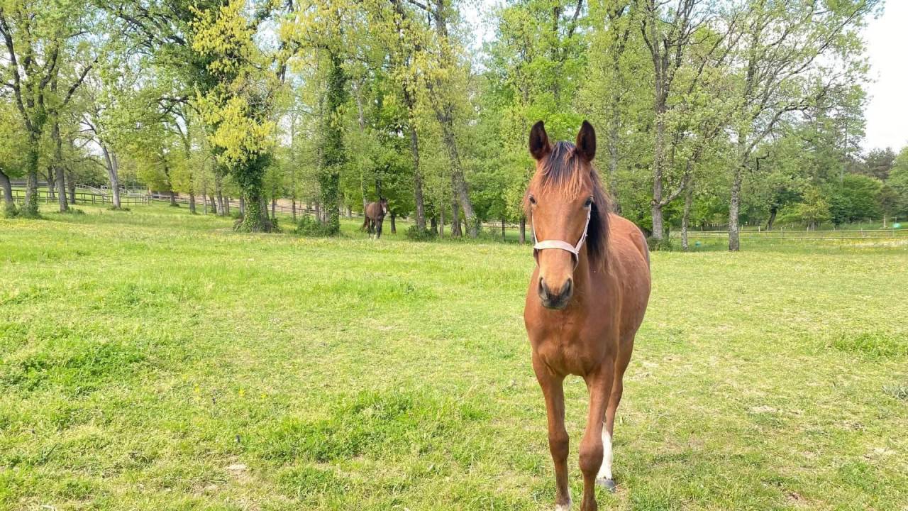 Bella dimora equestre In vendita Tarn-et-Garonne