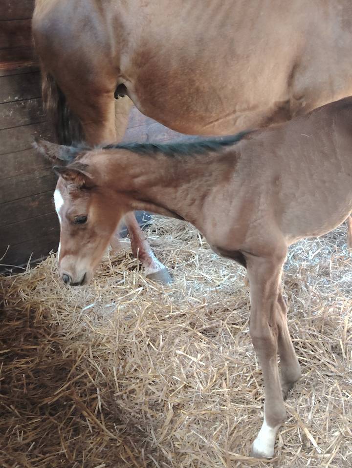 Castrone Sella Francese In vendita 2025 Baio scuro ,  Uncognito bois margot