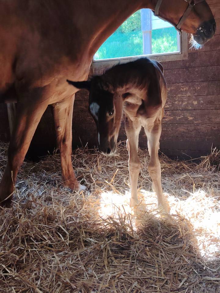 Castrone Sella Francese In vendita 2025 Baio scuro ,  Uncognito bois margot