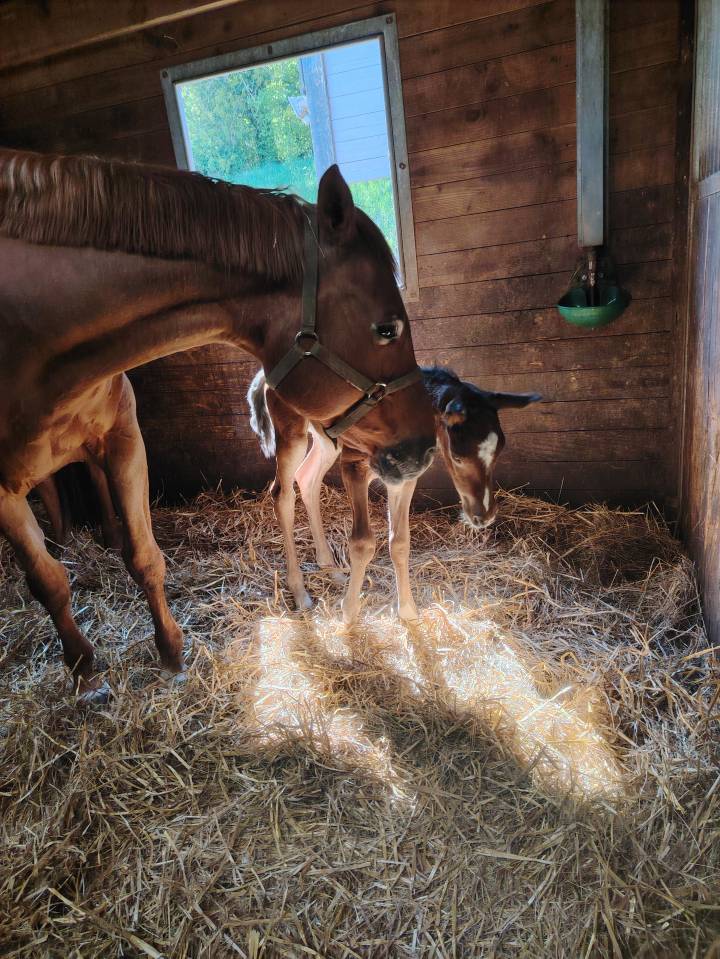 Castrone Sella Francese In vendita 2025 Baio scuro ,  Uncognito bois margot