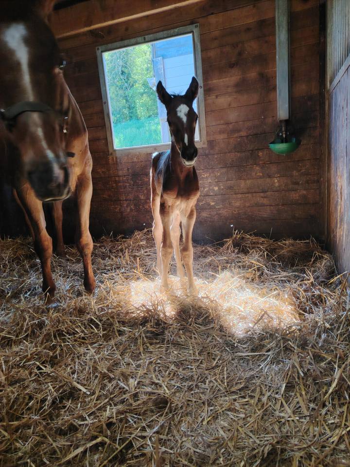 Castrone Sella Francese In vendita 2025 Baio scuro ,  Uncognito bois margot