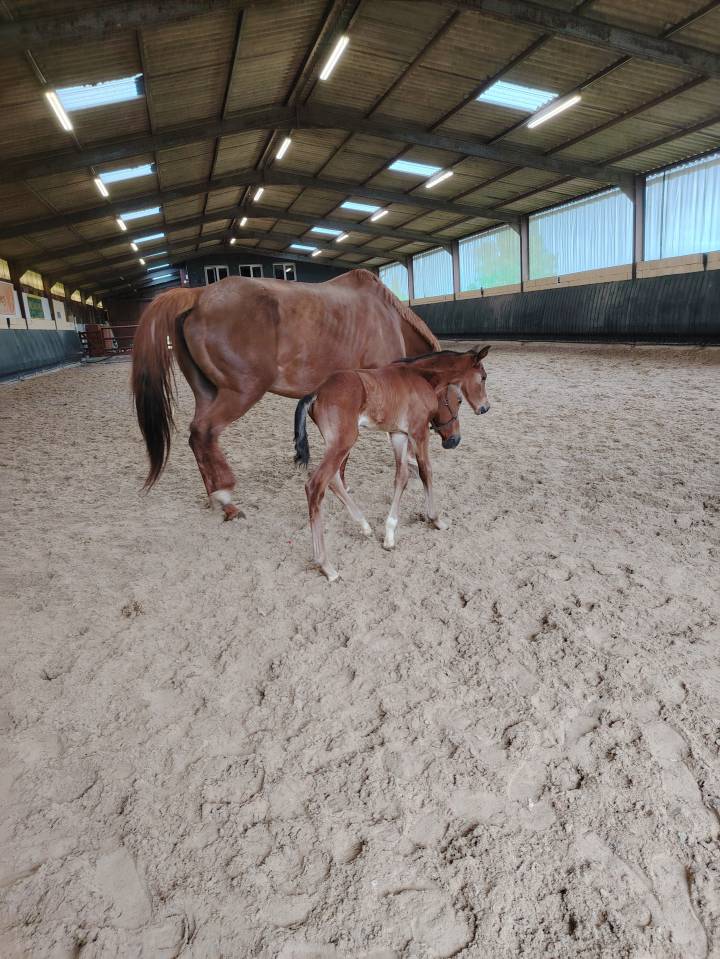 Castrone Sella Francese In vendita 2025 Baio scuro ,  Uncognito bois margot