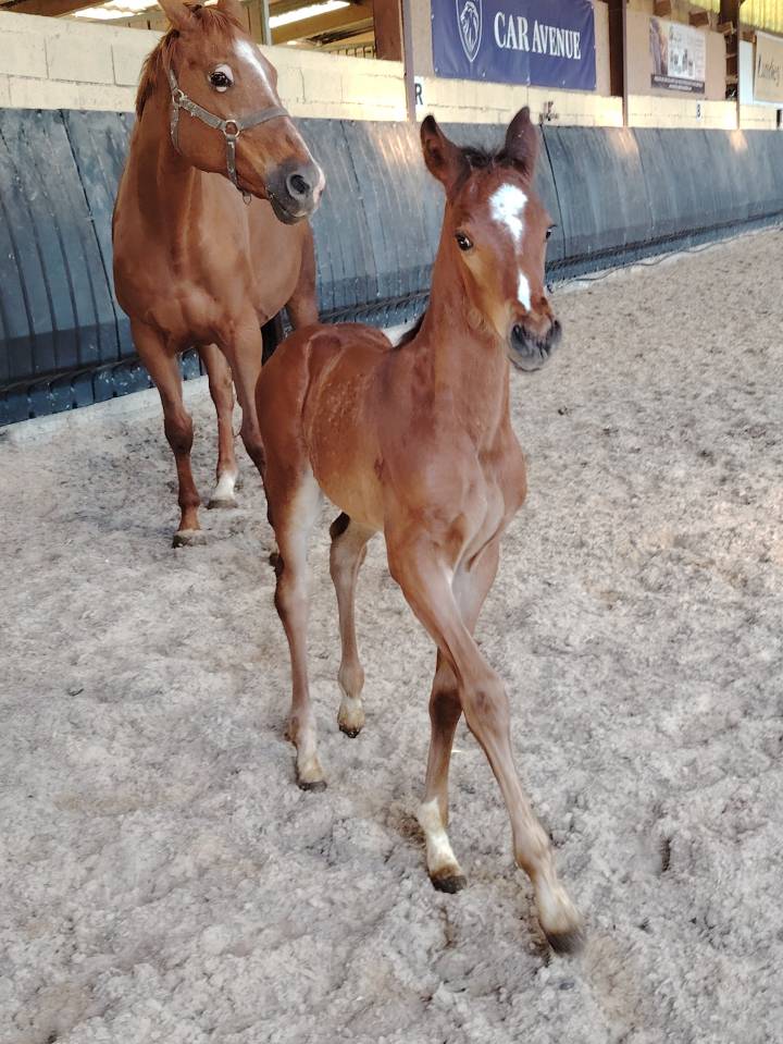 Castrone Sella Francese In vendita 2025 Baio scuro ,  Uncognito bois margot