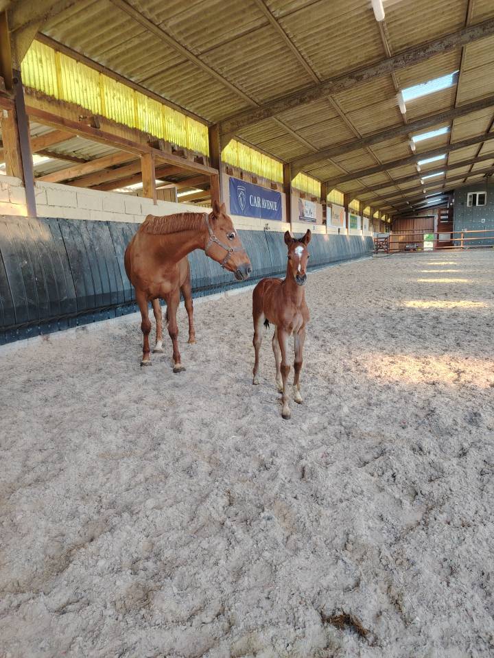 Castrone Sella Francese In vendita 2025 Baio scuro ,  Uncognito bois margot