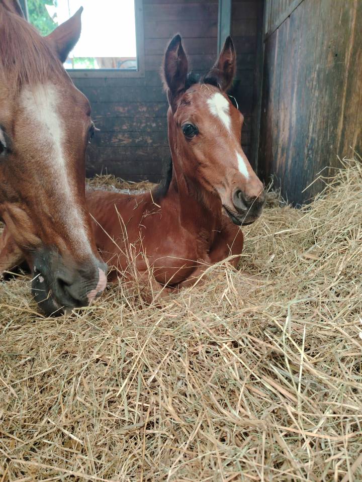 Castrone Sella Francese In vendita 2025 Baio scuro ,  Uncognito bois margot