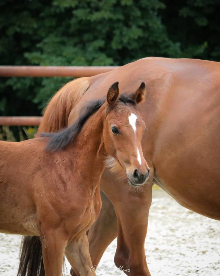 Castrone Sella Francese In vendita 2025 Baio scuro ,  Uncognito bois margot
