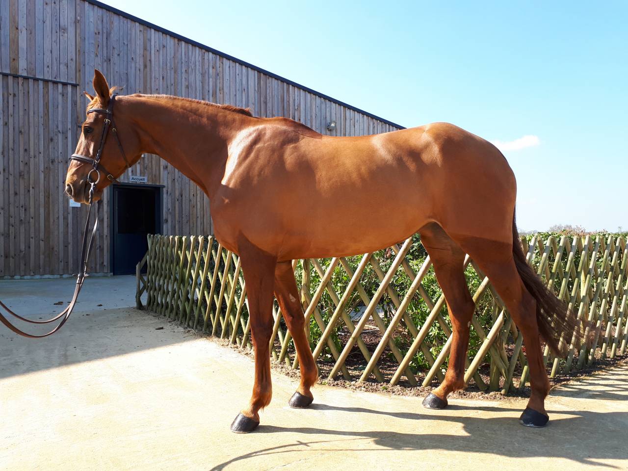 Cavalla Sella Francese In vendita 2012 Sauro