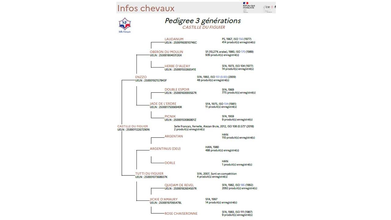 Cavalla Sella Francese In vendita 2012 Sauro
