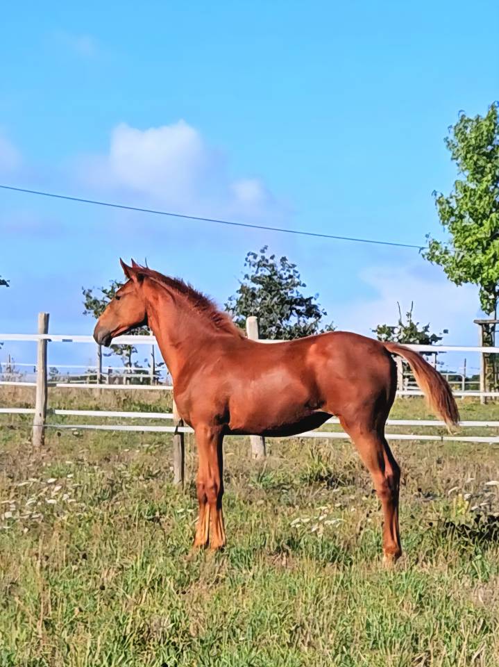 Cavalla Sella Francese In vendita 2012 Sauro