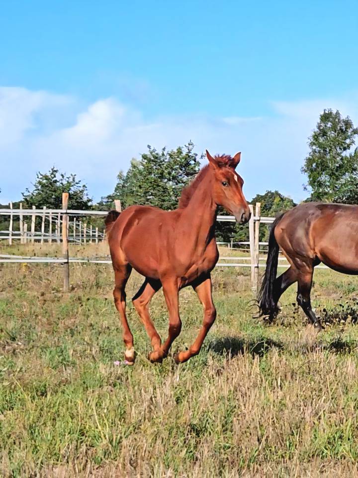 Cavalla Sella Francese In vendita 2012 Sauro