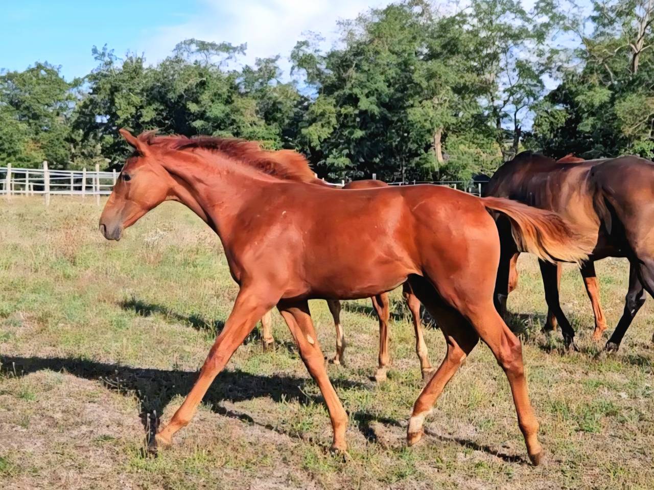 Cavalla Sella Francese In vendita 2012 Sauro