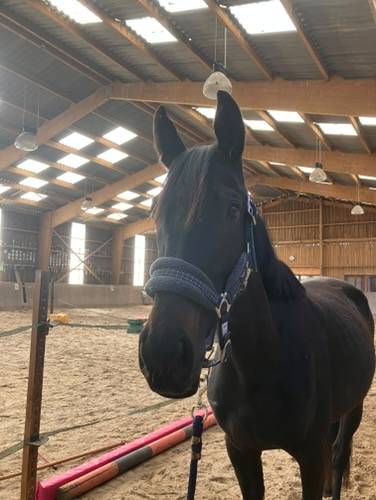 Cavalla Purosangue In vendita 2022 Nero ,  Palace prince (GER), PS