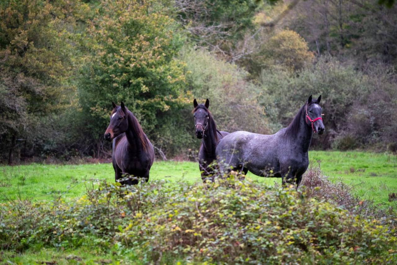 Cavalla Purosangue Inglese In vendita 2020 Grigio