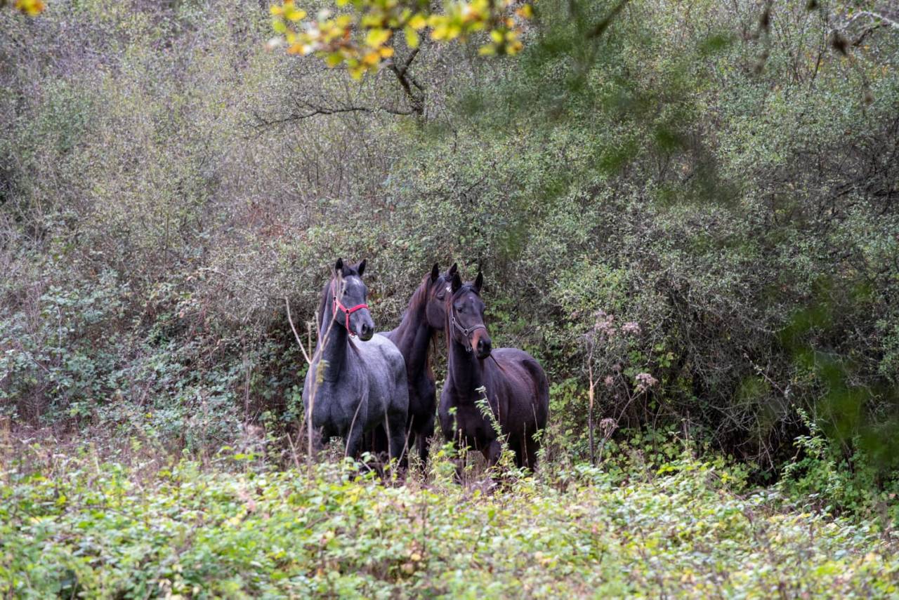 Cavalla Purosangue Inglese In vendita 2020 Grigio