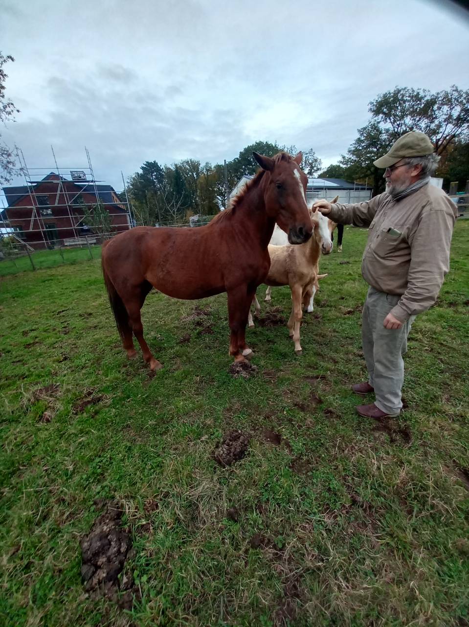 Cavalla Palomino (Race) In vendita 2020 Sauro ,  Miracle du Moulin Pre