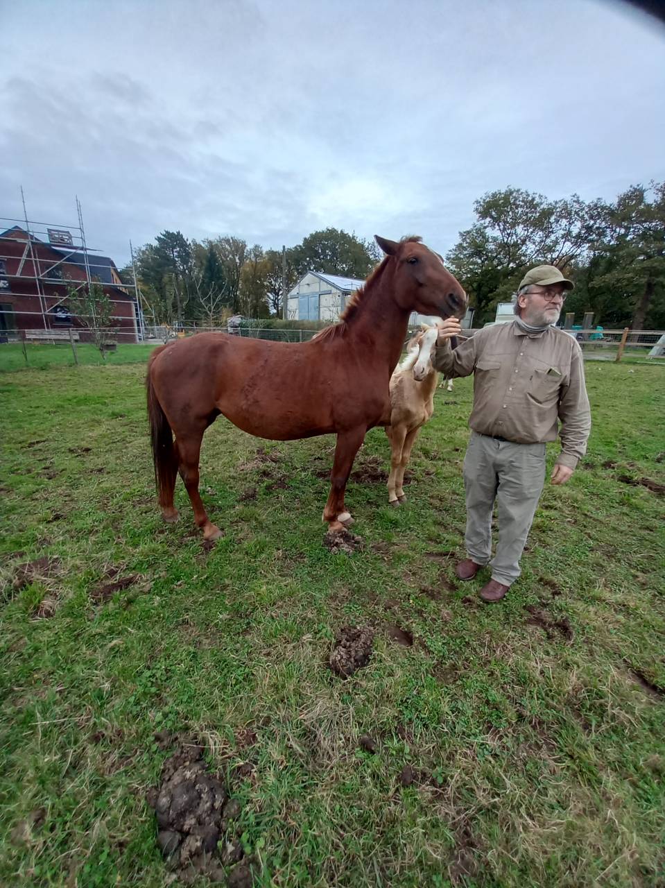 Cavalla Palomino (Race) In vendita 2020 Sauro ,  Miracle du Moulin Pre