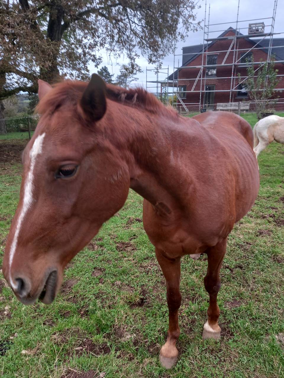 Cavalla Palomino (Race) In vendita 2020 Sauro ,  Miracle du Moulin Pre