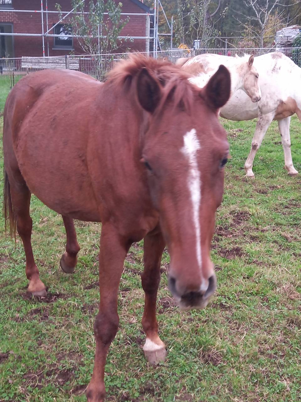 Cavalla Palomino (Race) In vendita 2020 Sauro ,  Miracle du Moulin Pre