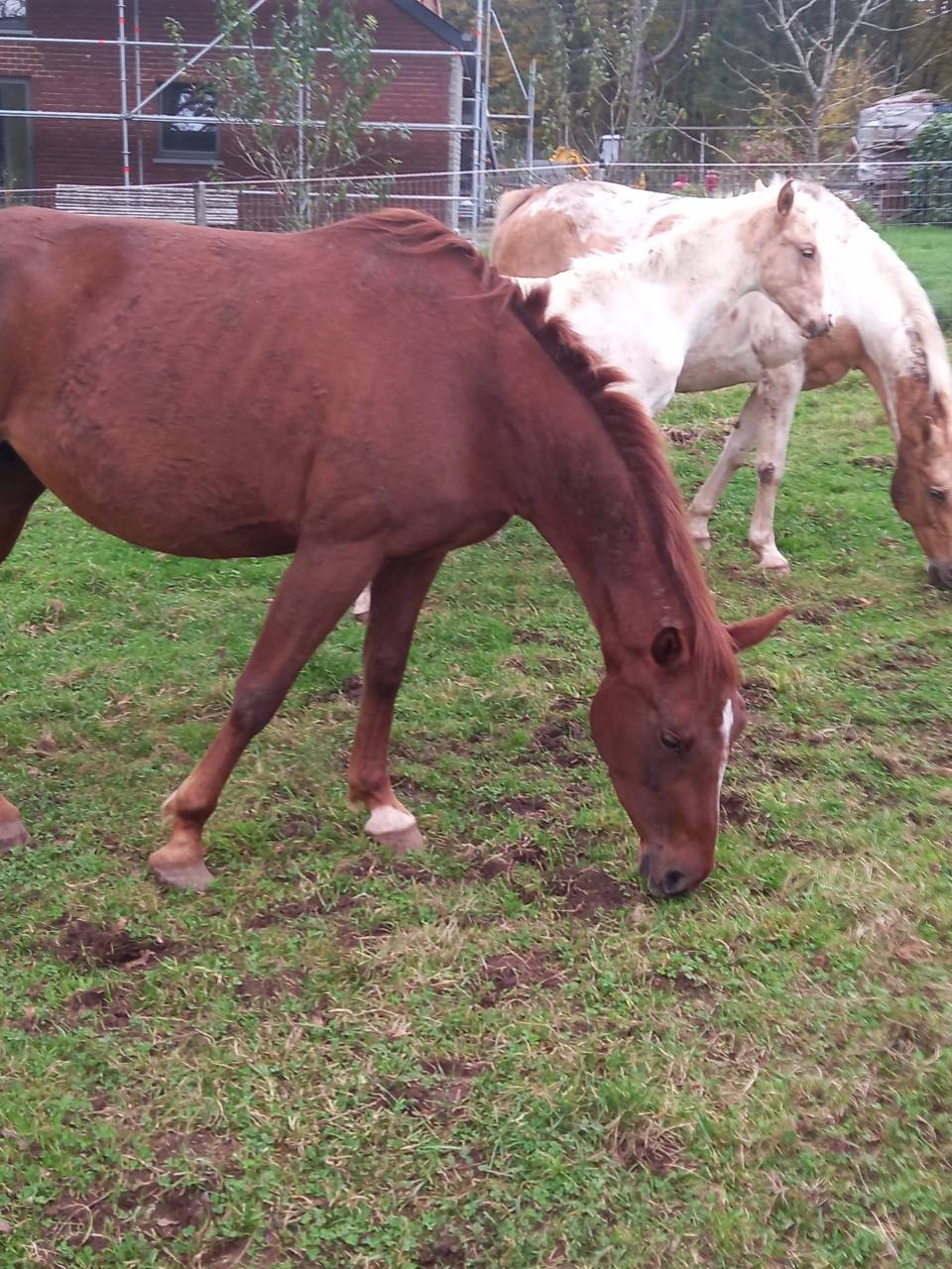 Cavalla Palomino (Race) In vendita 2020 Sauro ,  Miracle du Moulin Pre