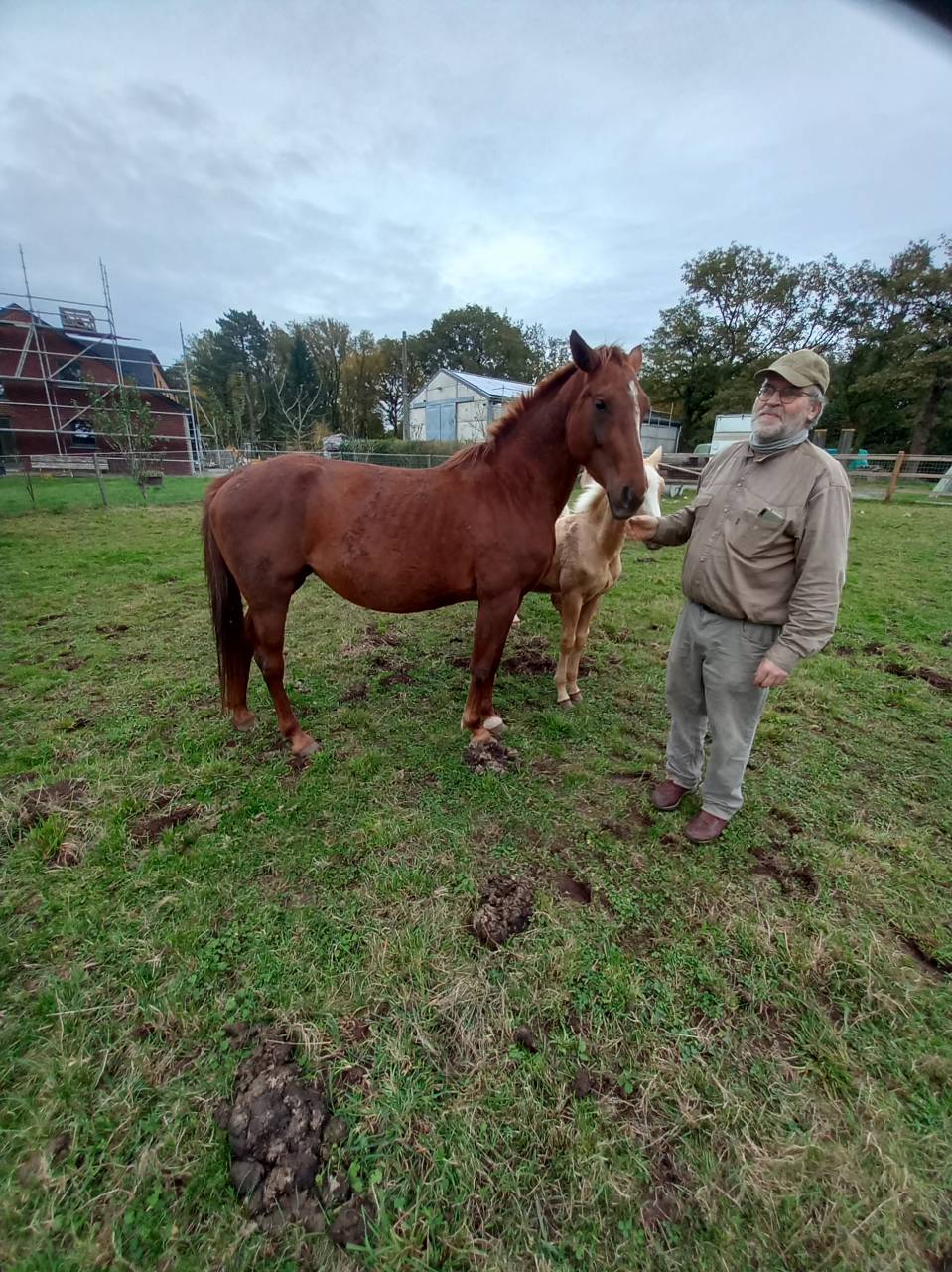 Cavalla Palomino (Race) In vendita 2020 Sauro ,  Miracle du Moulin Pre