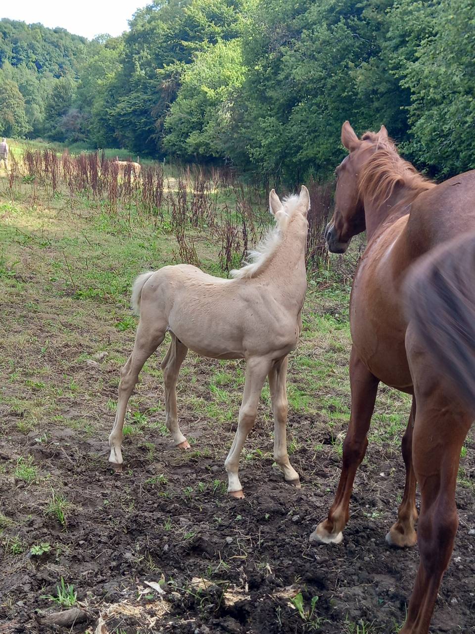 Cavalla Palomino (Race) In vendita 2020 Sauro ,  Miracle du Moulin Pre