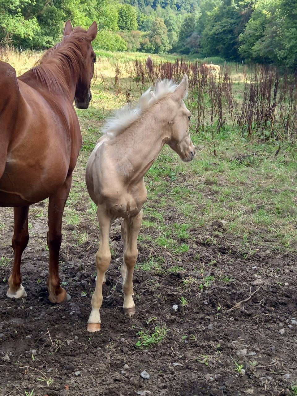 Cavalla Palomino (Race) In vendita 2020 Sauro ,  Miracle du Moulin Pre
