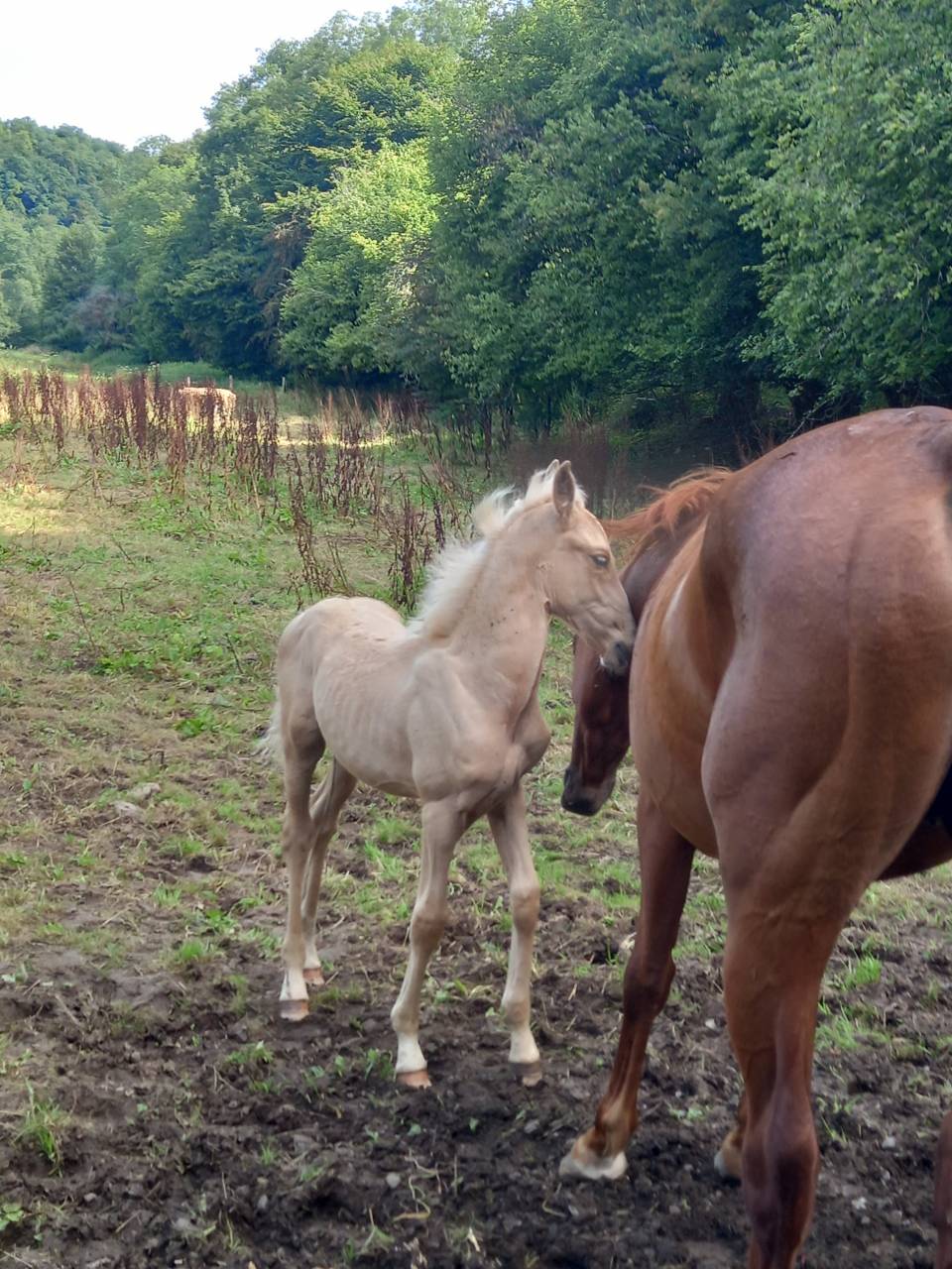 Cavalla Palomino (Race) In vendita 2020 Sauro ,  Miracle du Moulin Pre