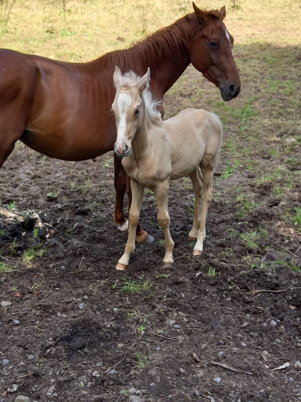 Cavalla Palomino (Race) In vendita 2020 Sauro ,  Miracle du Moulin Pre