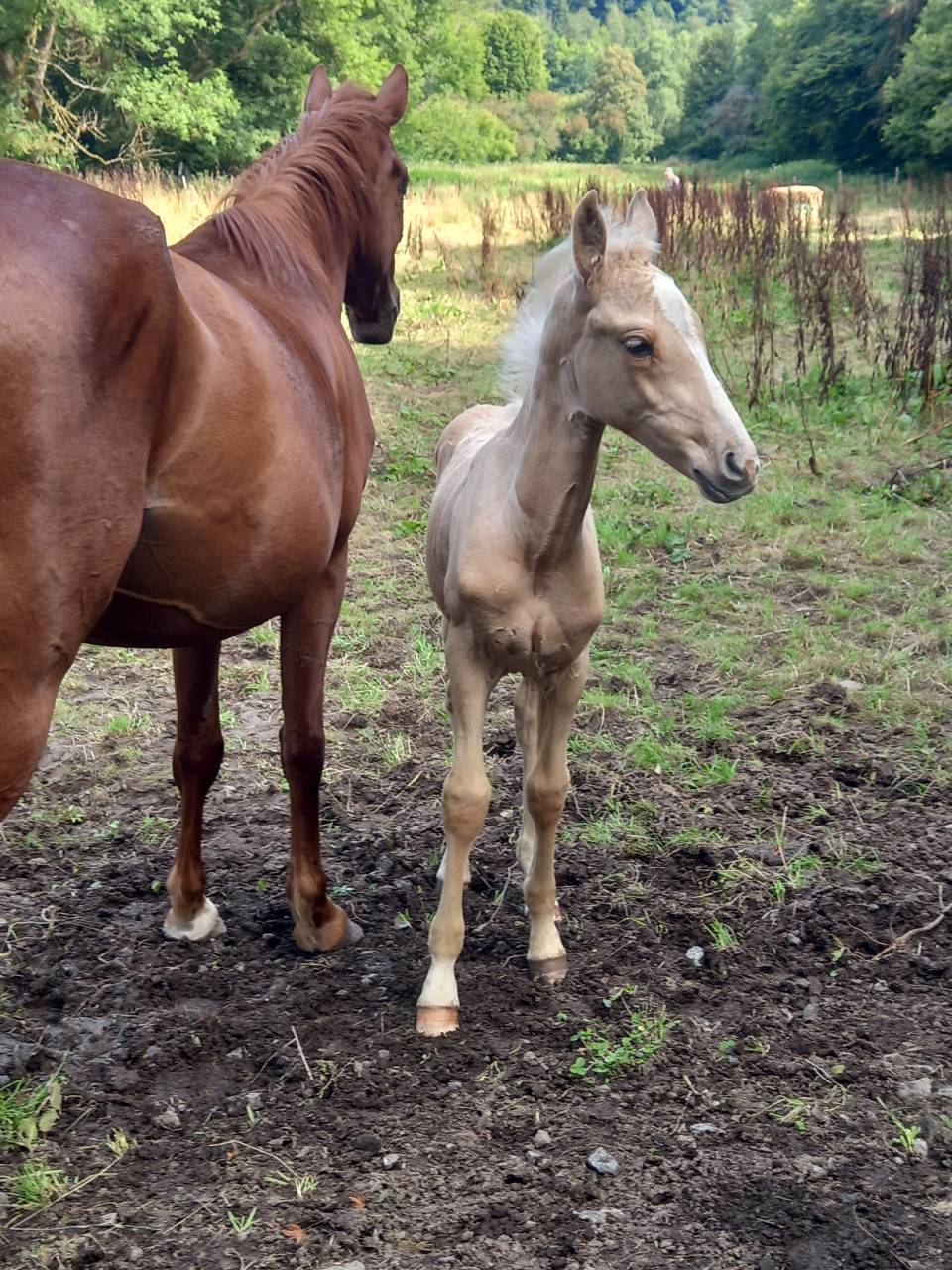 Cavalla Palomino (Race) In vendita 2020 Sauro ,  Miracle du Moulin Pre