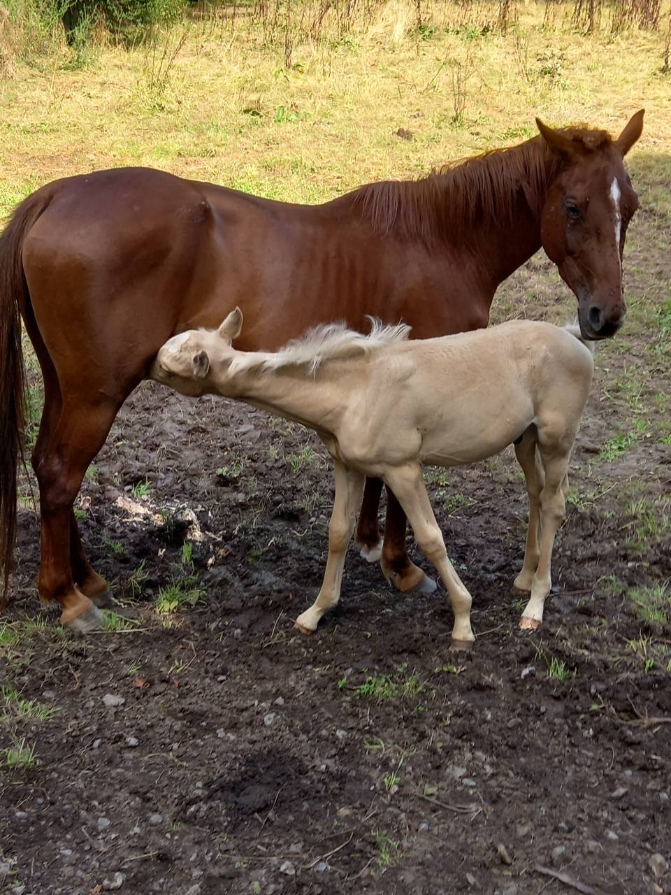 Cavalla Palomino (Race) In vendita 2020 Sauro ,  Miracle du Moulin Pre