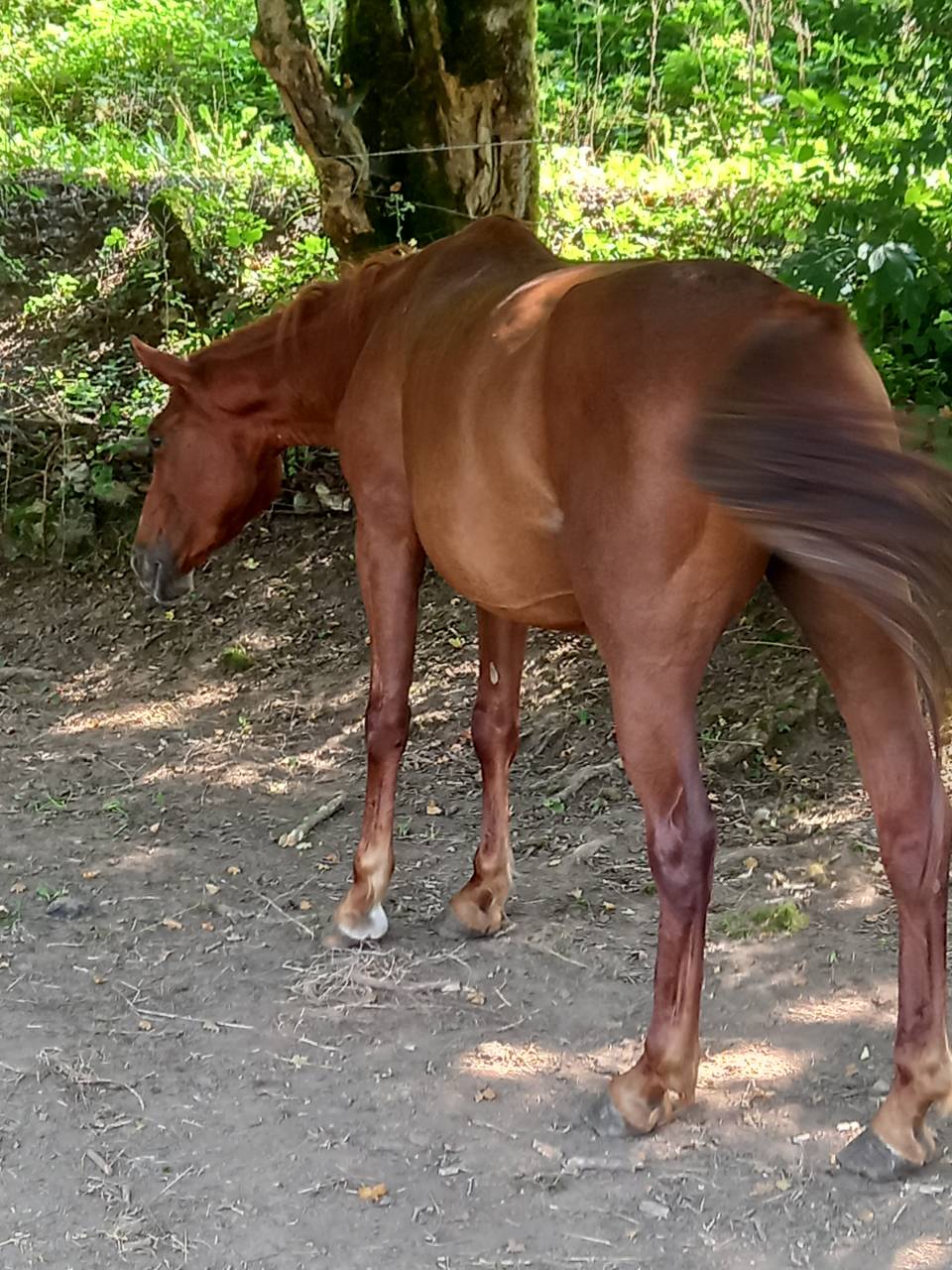 Cavalla Palomino (Race) In vendita 2020 Sauro ,  Miracle du Moulin Pre