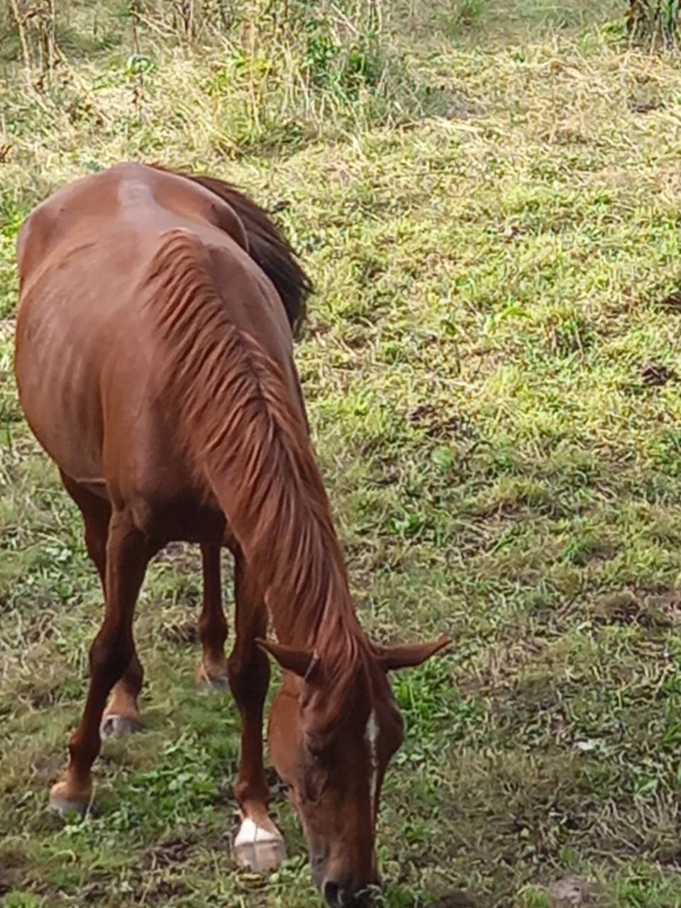 Cavalla Palomino (Race) In vendita 2020 Sauro ,  Miracle du Moulin Pre