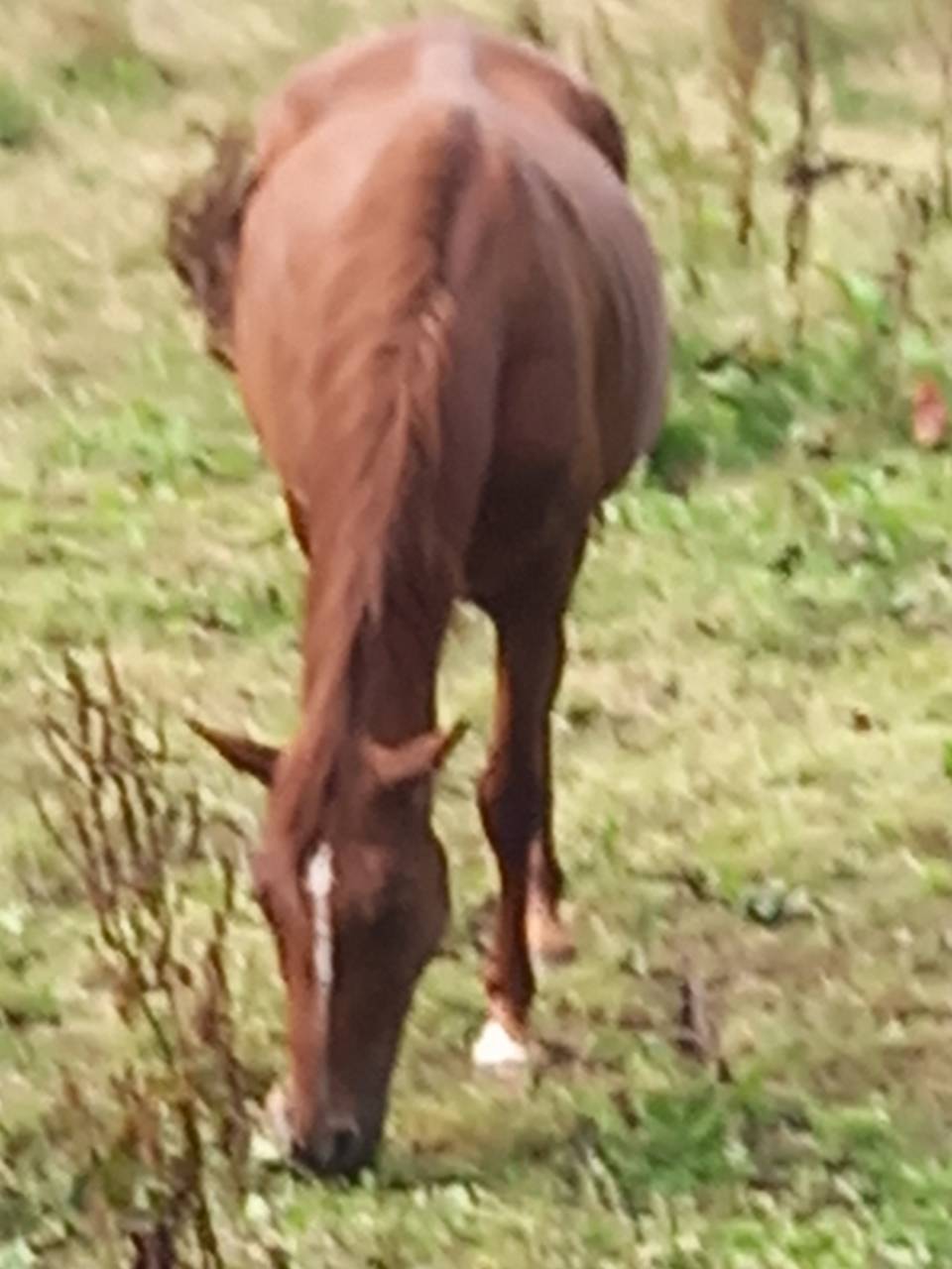 Cavalla Palomino (Race) In vendita 2020 Sauro ,  Miracle du Moulin Pre