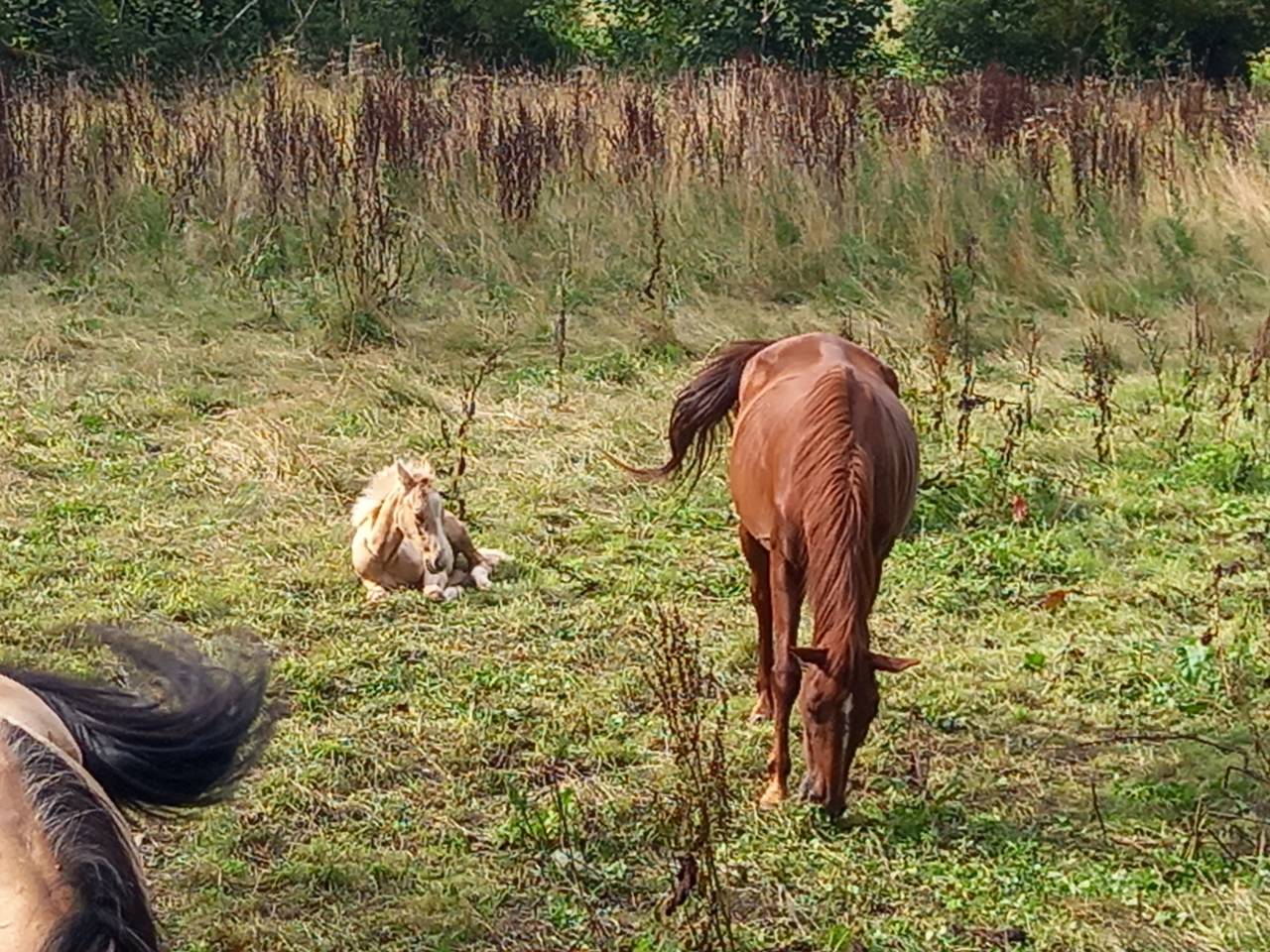 Cavalla Palomino (Race) In vendita 2020 Sauro ,  Miracle du Moulin Pre