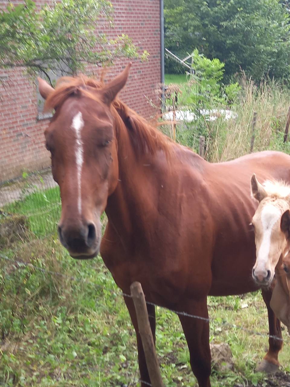 Cavalla Palomino (Race) In vendita 2020 Sauro ,  Miracle du Moulin Pre