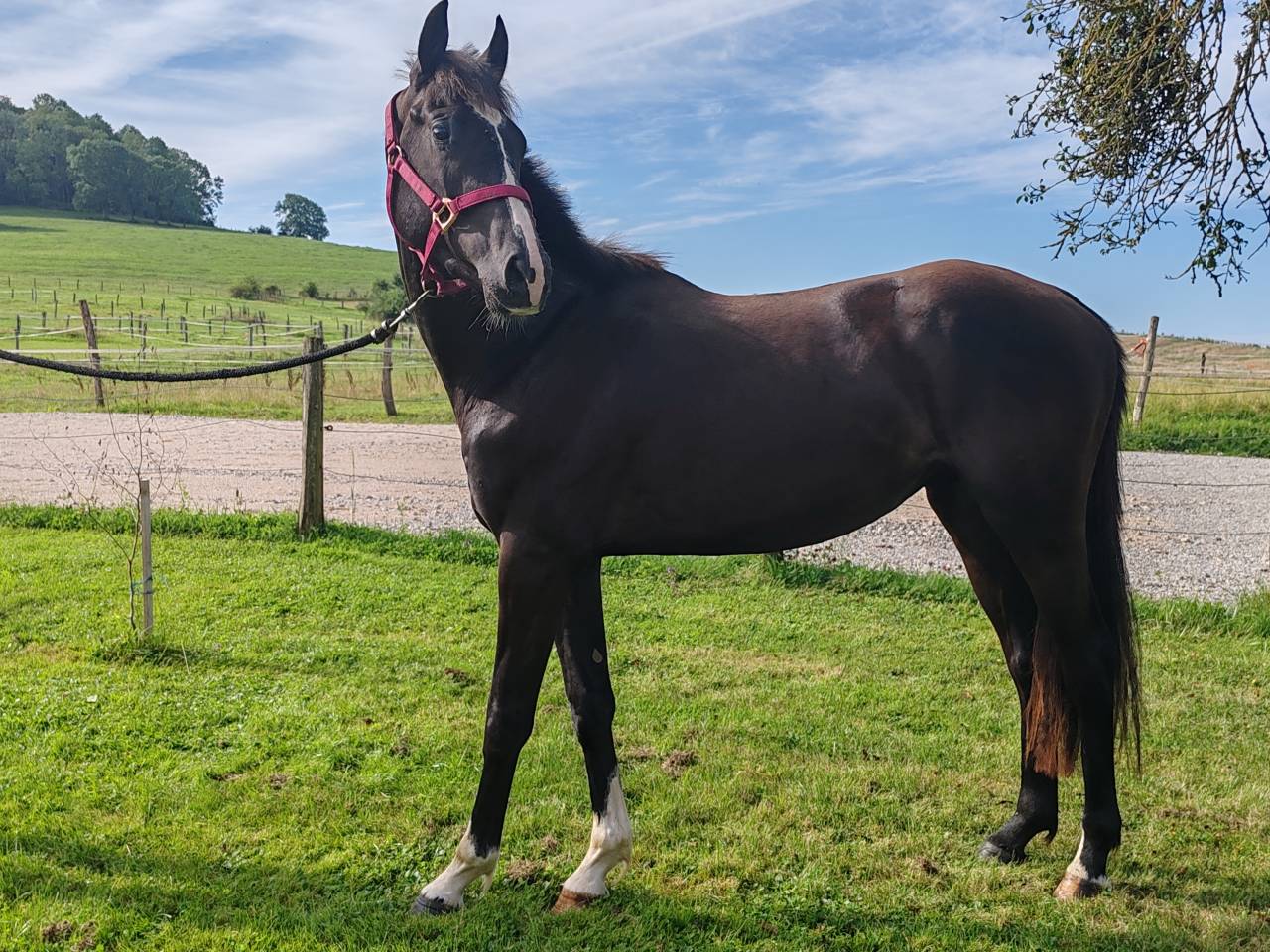 Intero Sella Francese In vendita 2022 Nero ,  Vancouver de Lanlore - SF