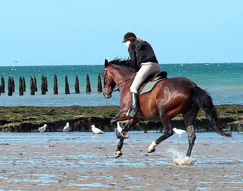 Bella dimora equestre In vendita Ile-et-Vilaine