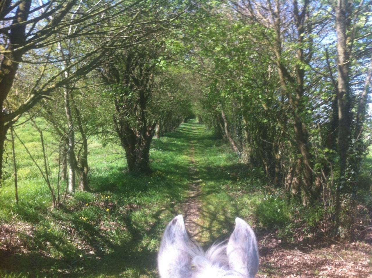 Bella dimora equestre In vendita Ile-et-Vilaine