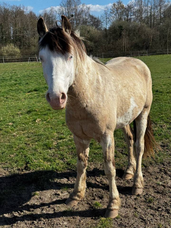 Magic des Archots - Origine non conosciuta  2022