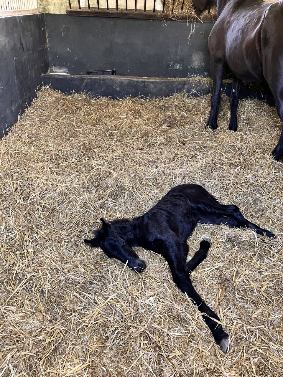 Puledra Frisone In vendita 2025 Nero ,  Hielke 530