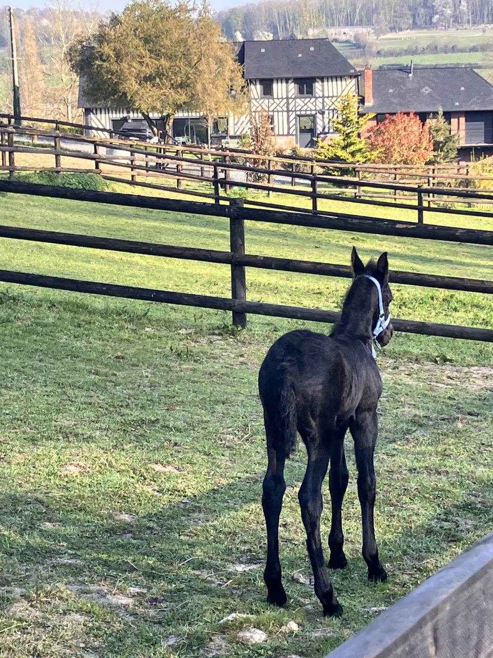 Puledra Frisone In vendita 2025 Nero ,  Hielke 530