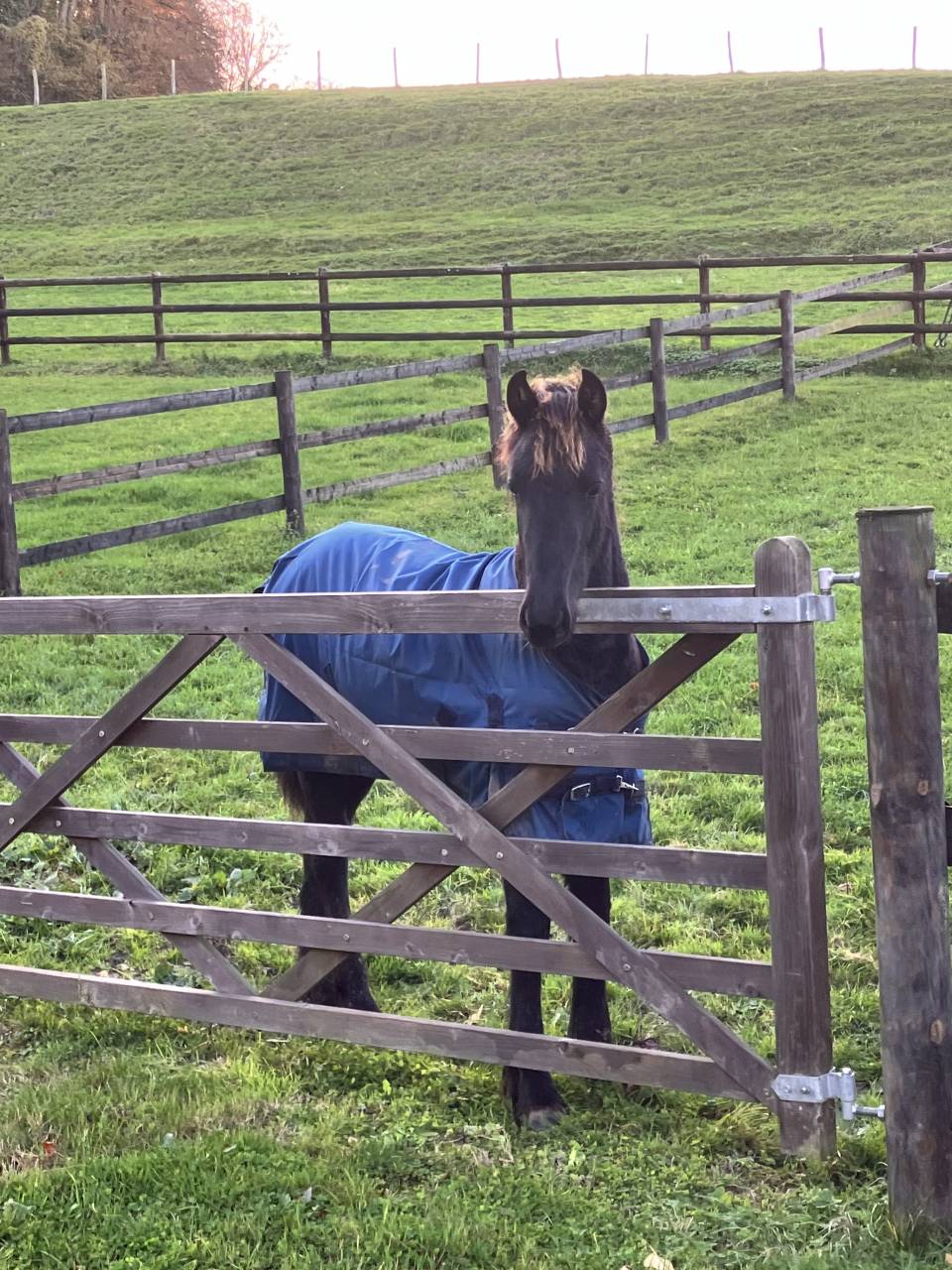 Puledra Frisone In vendita 2025 Nero ,  Hielke 530