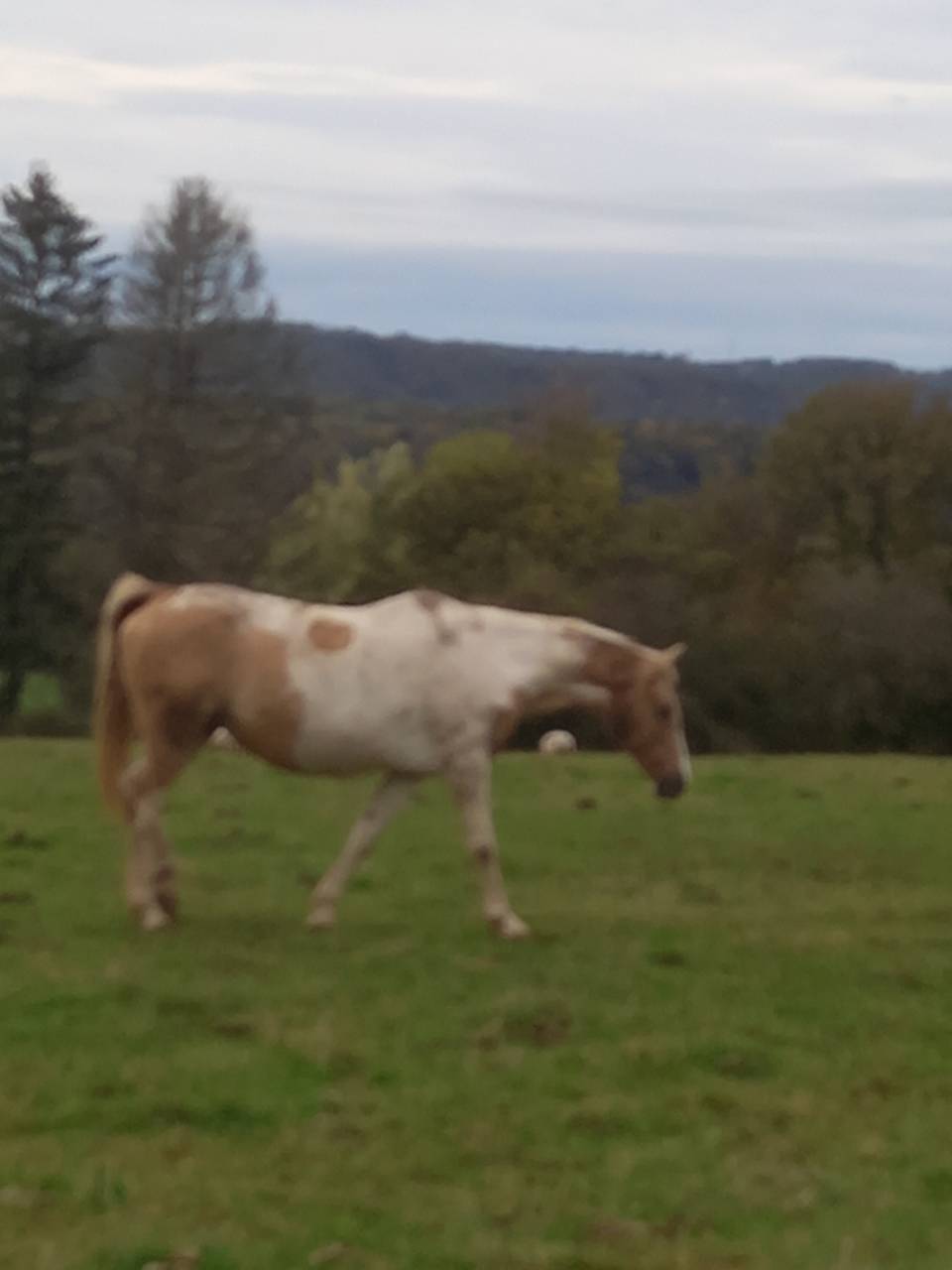 Cavalla Palomino (Race) In vendita 2009 Pezzato ,  Eclair Rebel du Moulin Pré