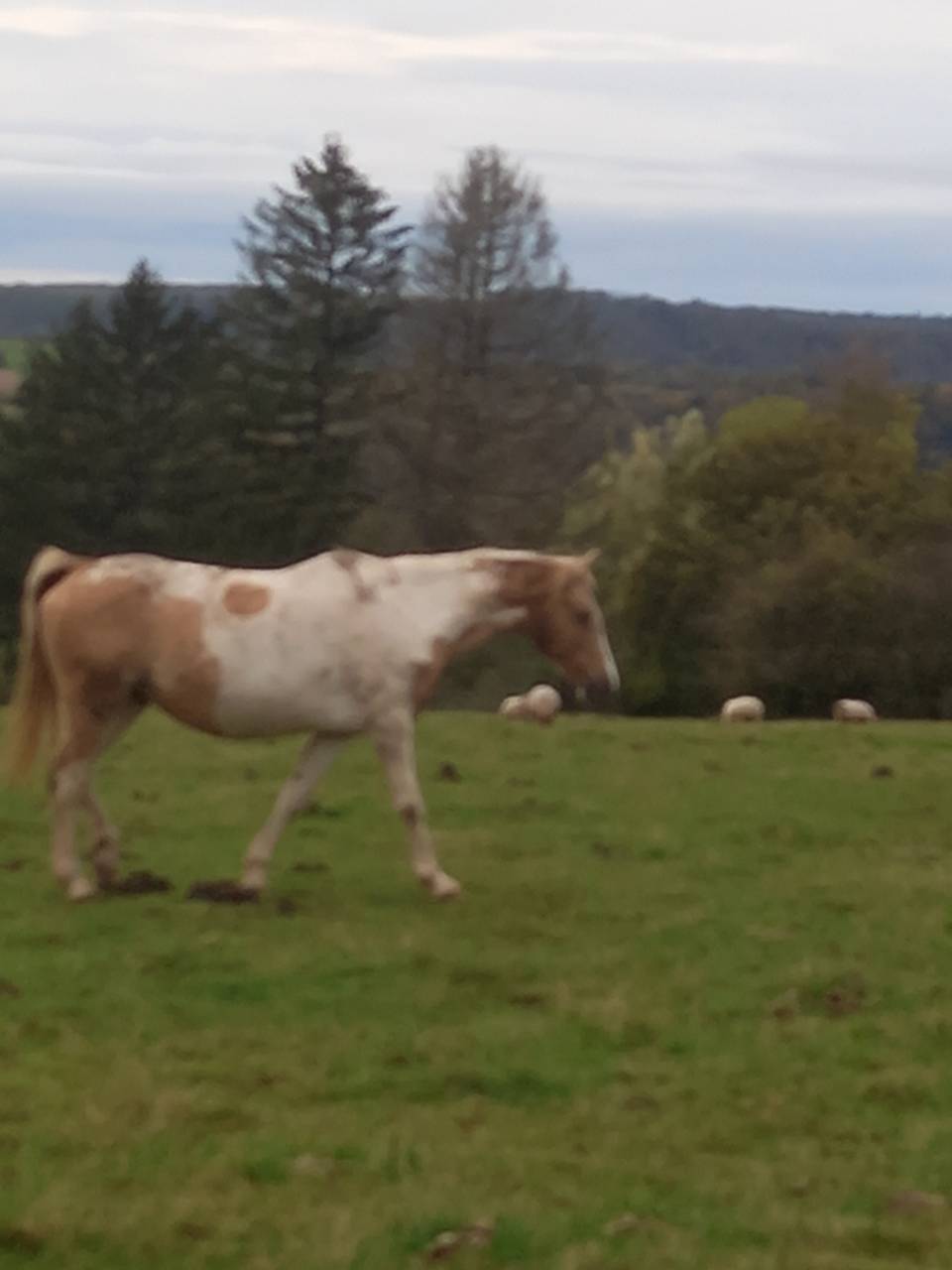 Cavalla Palomino (Race) In vendita 2009 Pezzato ,  Eclair Rebel du Moulin Pré