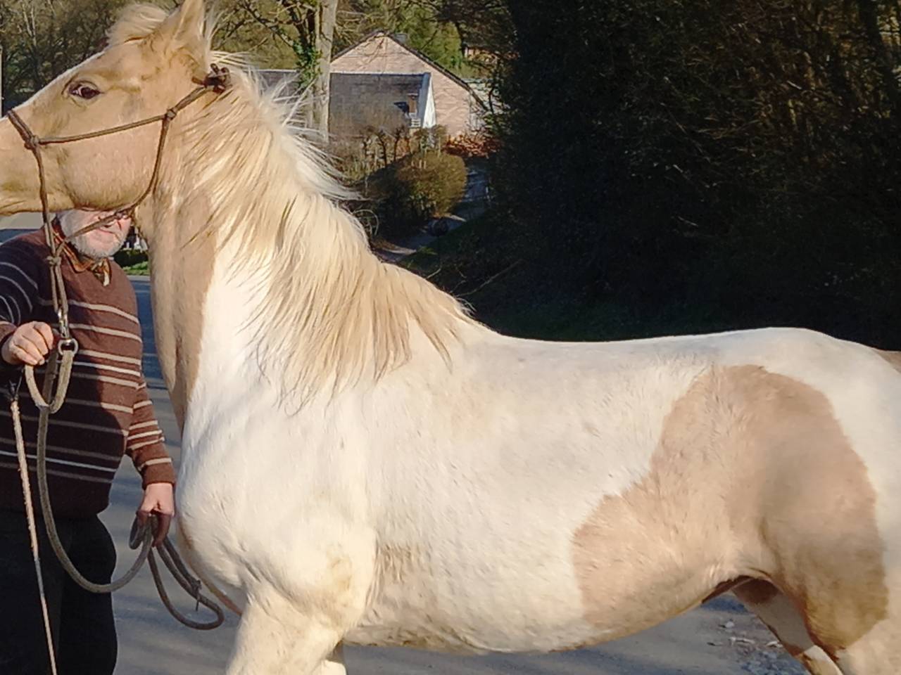 Cavalla Palomino (Race) In vendita 2009 Pezzato ,  Eclair Rebel du Moulin Pré