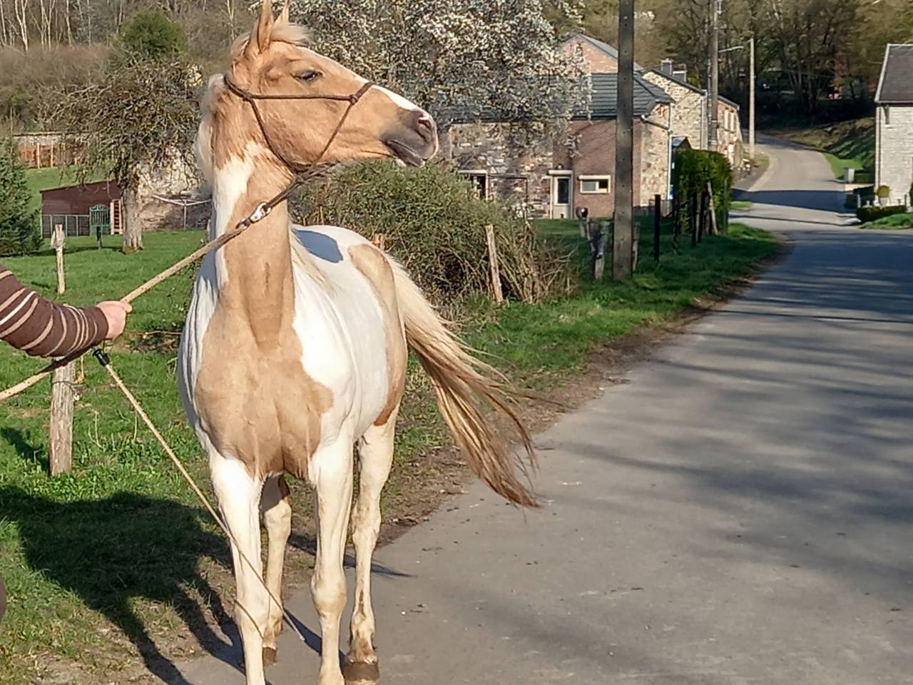 Cavalla Palomino (Race) In vendita 2009 Pezzato ,  Eclair Rebel du Moulin Pré