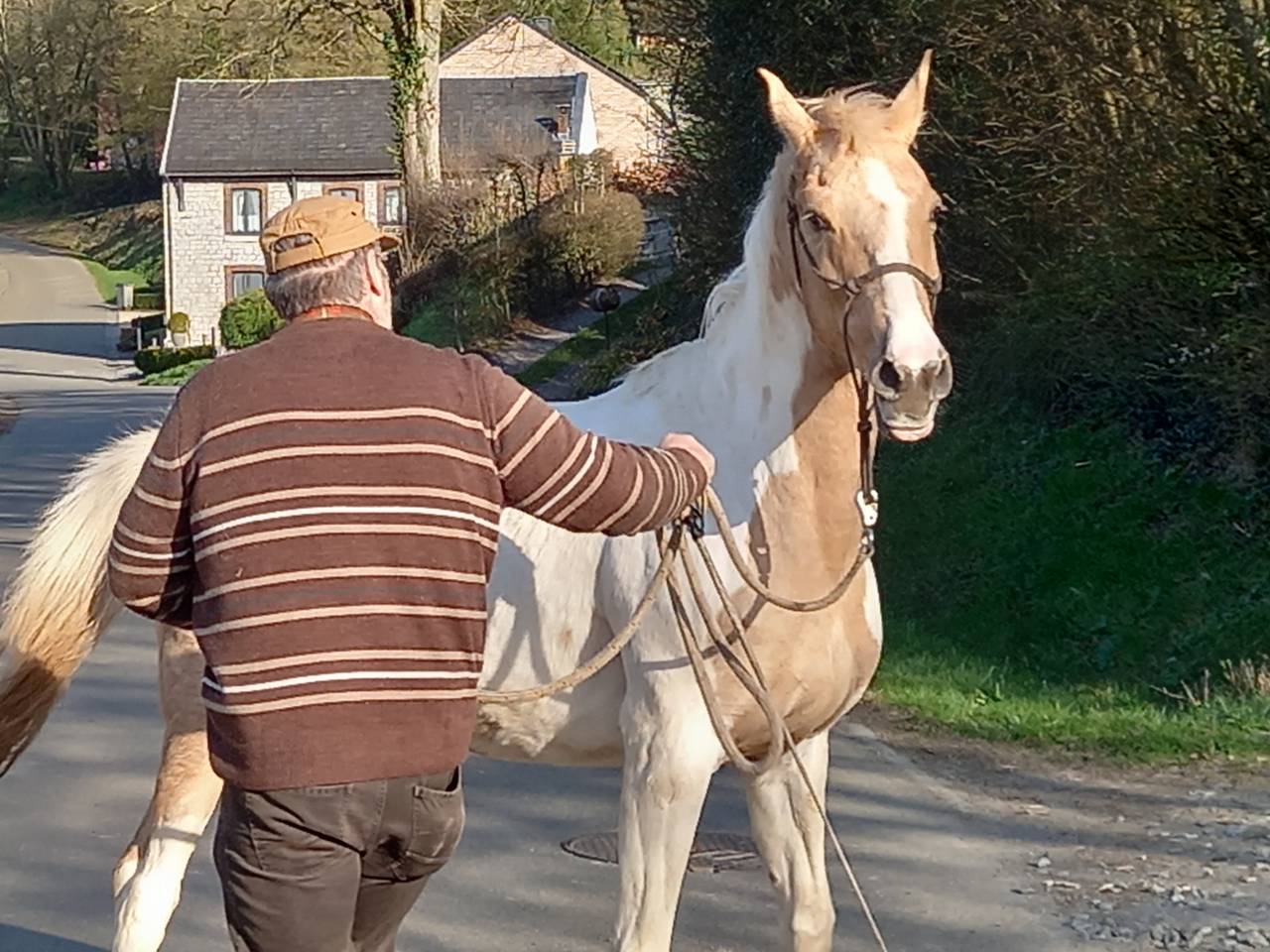 Cavalla Palomino (Race) In vendita 2009 Pezzato ,  Eclair Rebel du Moulin Pré
